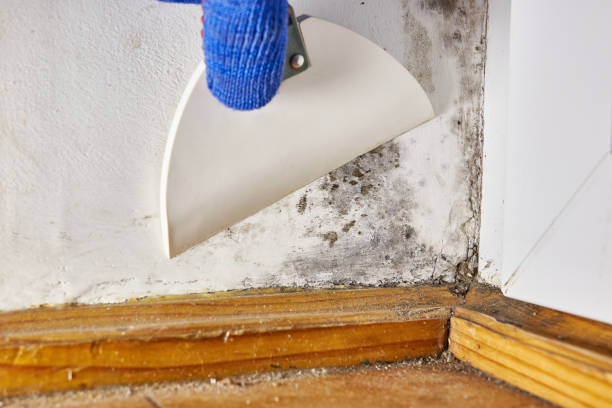 Mold Odor Removal Services in Glencoe, AL